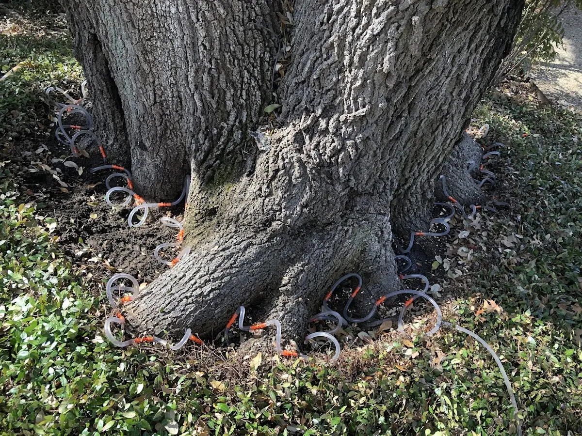 Detailed Tree Cabling and Bracing job site in New Hope