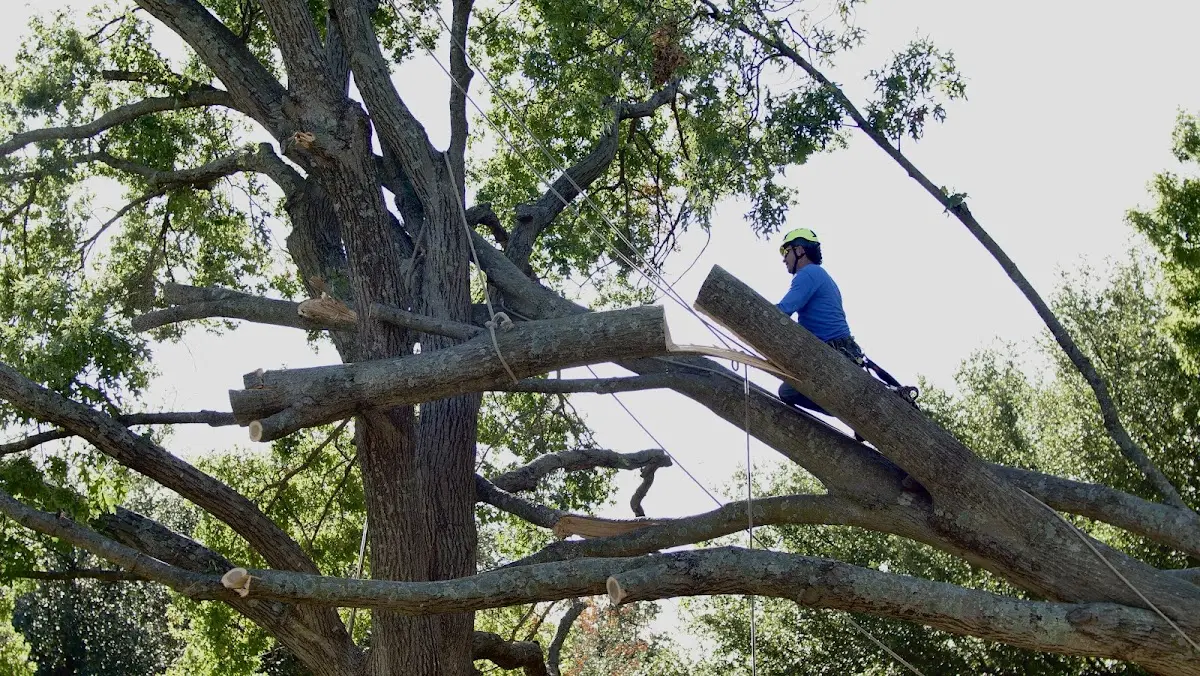 Professional Hazardous Tree Removal performed by certified arborists in New Hope