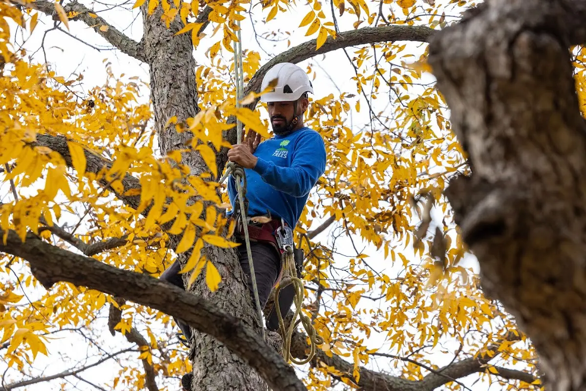 Skilled Storm Damage Cleanup crew working in New Hope
