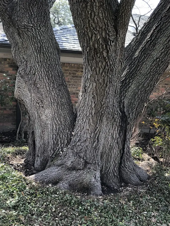 Mature heritage tree close to a New Hope property cared for by certified arborists